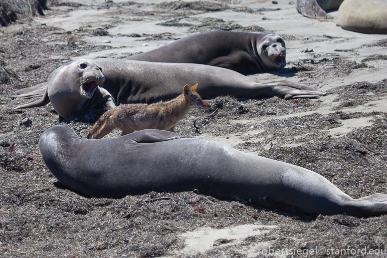 coyote and elephant seals